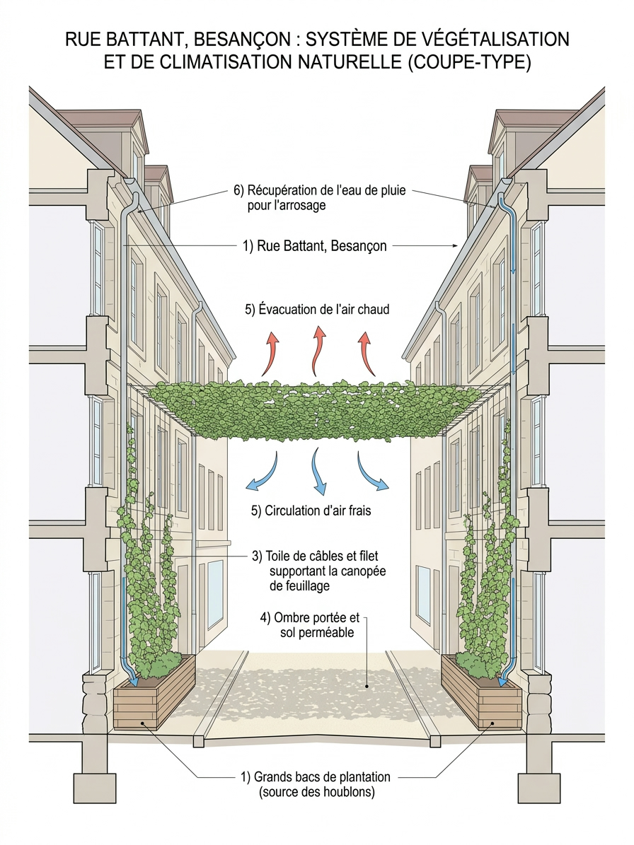 Rue Battant — coupe-type d'un système de végétalisation et de climatisation naturelle : grands bacs de plantation au sol (source des houblons), houblon grimpant le long des chéneaux, filet de câbles supportant la canopée de feuillage, ombre portée sur sol perméable, circulation d'air frais / évacuation de l'air chaud, récupération de l'eau de pluie pour l'arrosage.
